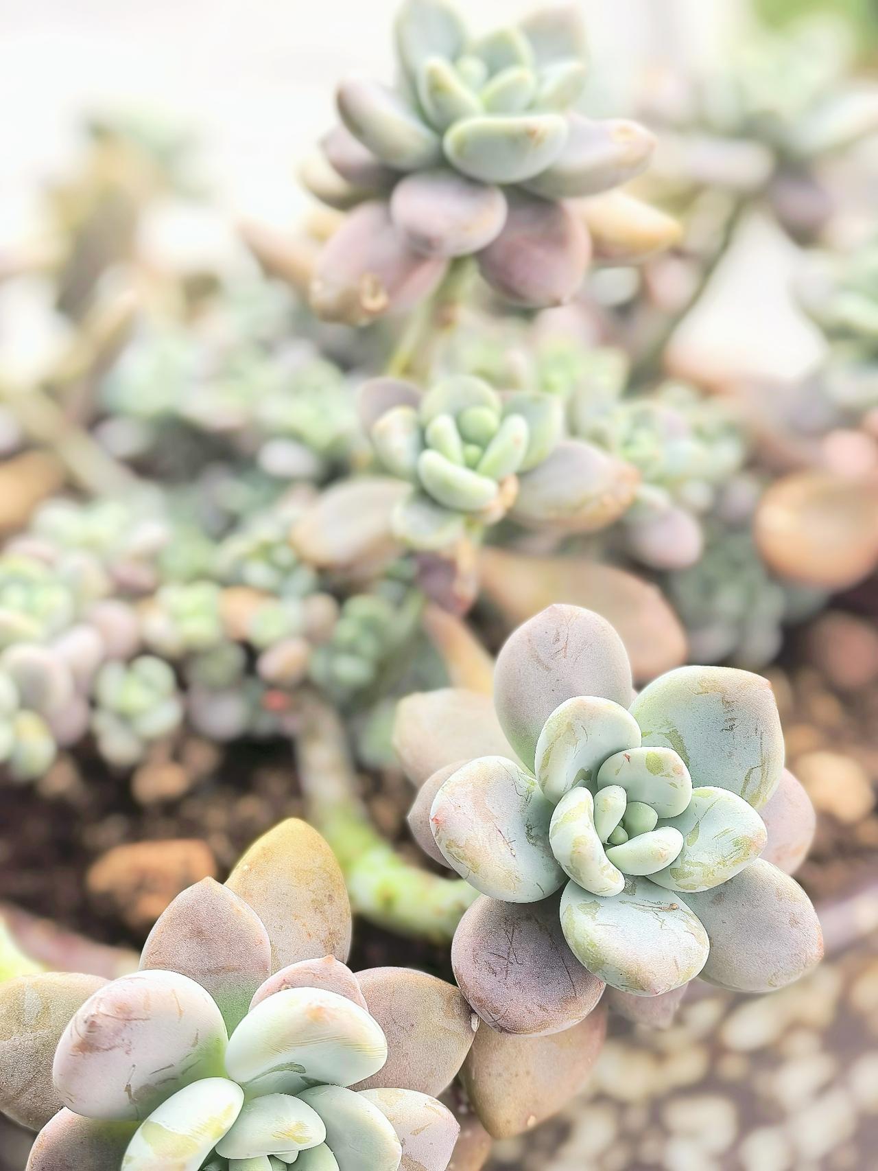 人养花一时，，花养人一生！花儿而沉默不语，却最能抚慰人心！