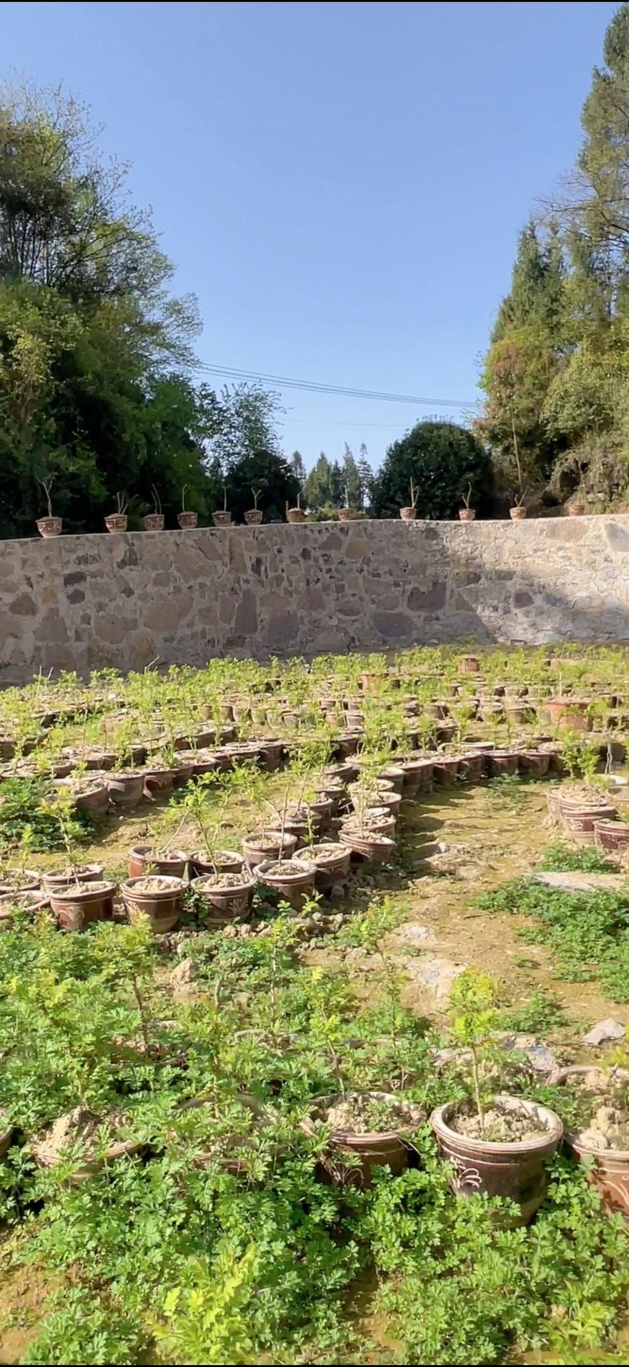 中国需要一个农民大舞台！
———西部杨刚
从阡陌纵横的田野到炊烟袅袅的村落，亿万
