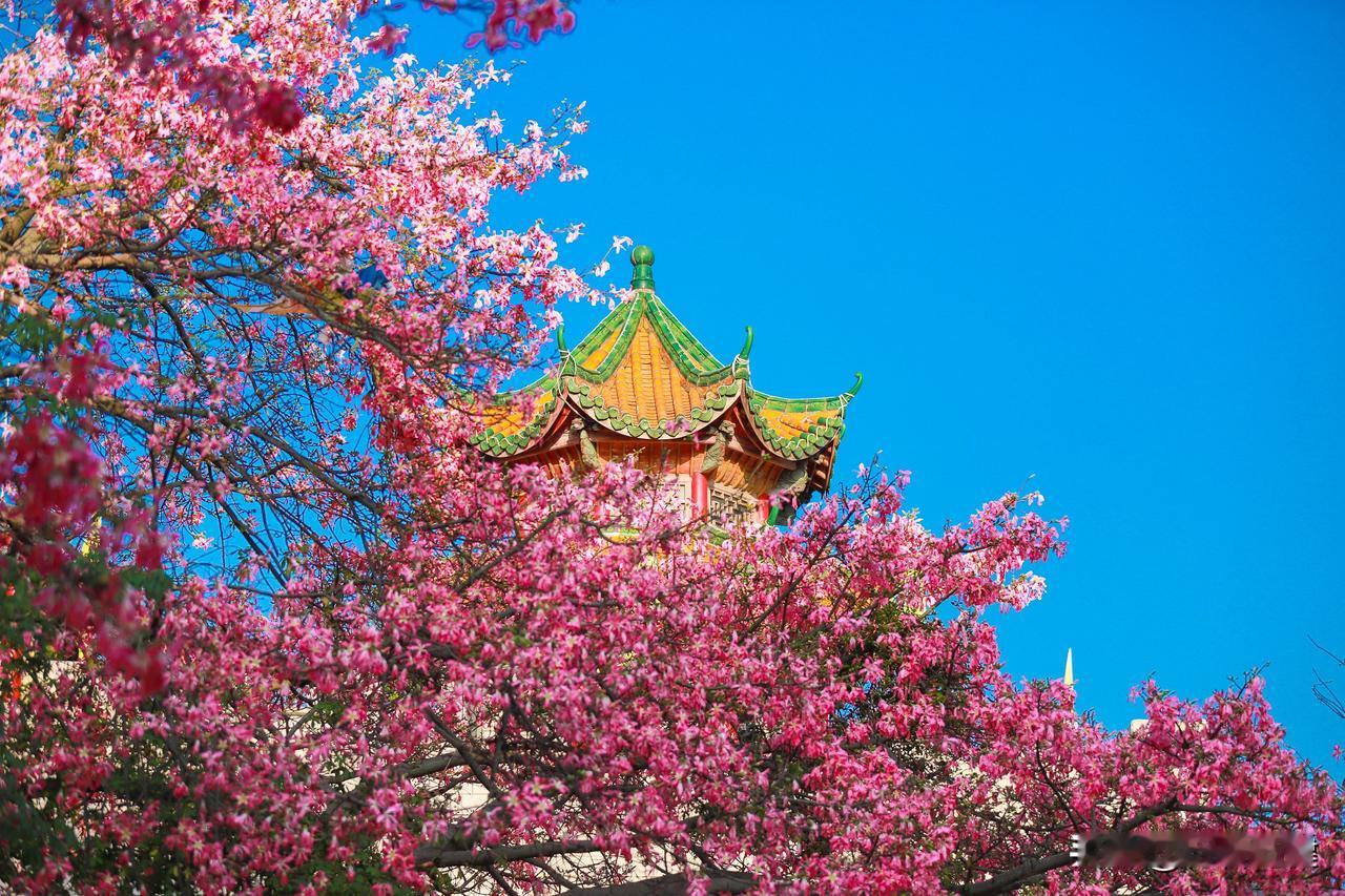 美炸了！东莞观音山藏着冬日限定浪漫，异木棉花开，粉色仙境惹人醉！

冬日的颜值天