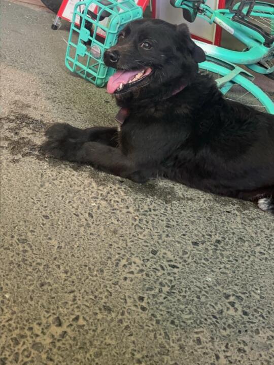 路上偶遇一只黑子