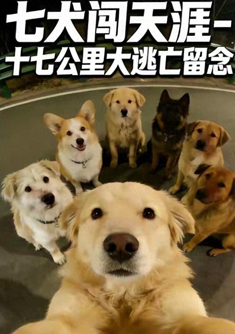 长春快速路上居然出现一群狗狗，贴着护栏排队走，车来车往的看着太揪心！

2026