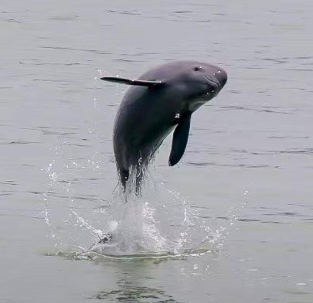 今日除夕 
马力全开
马到成功
马跃新程
驭风而行
跃步加马