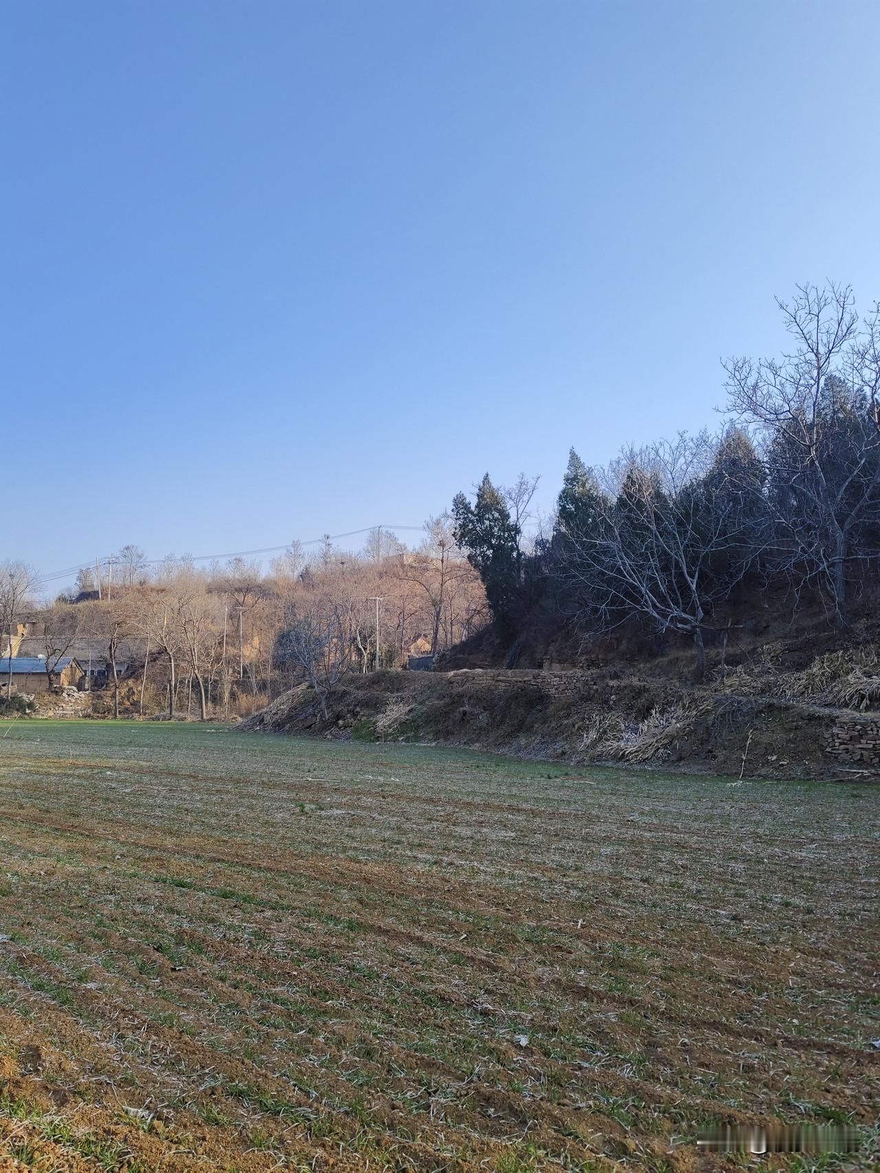 冬日田野行
 
清晨的风掠过田野，带着清冽的凉意。脚下的土地还凝着薄霜，枯黄的麦