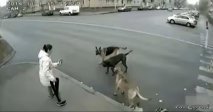 穿白色羽绒服女孩被三条未牵绳恶犬围攻，看她如何摆脱被狗咬？

在一条宽广的马路旁