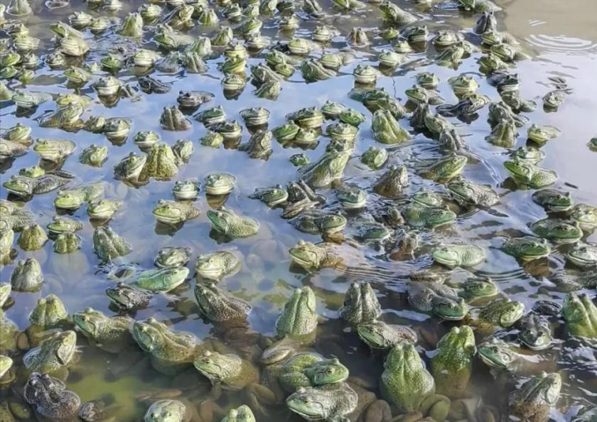 爱吃干锅牛蛙、外卖点蛙的先看一眼：最近“牛蛙抗生素”冲上热搜，不是吓唬人。

澎