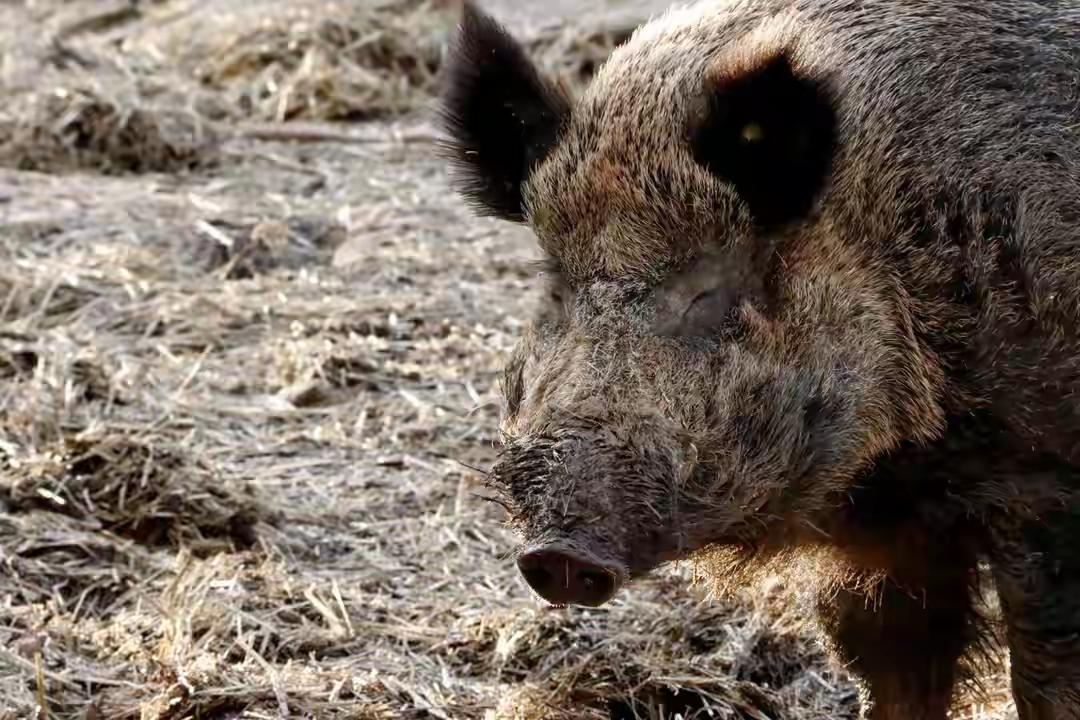 痛心！重庆奉节野猪失控伤人，村民查看捕兽套遭袭击，1人坠崖身亡1人受伤
 
近日