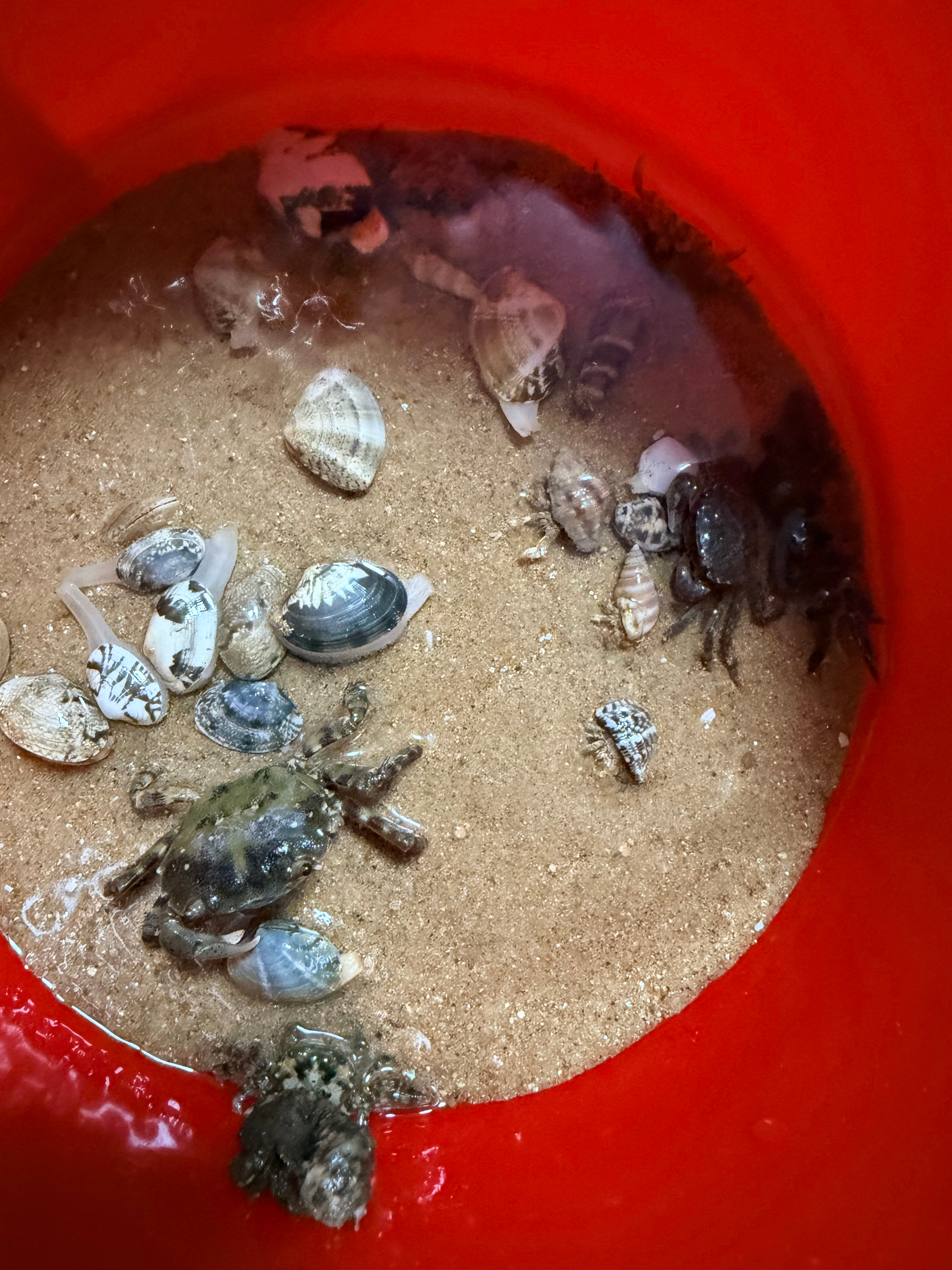 赶海归来，寄居蟹，小🦀，嘎拉，收获满满 
