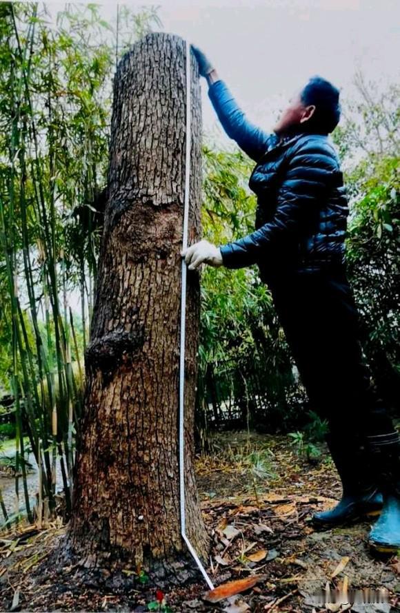 上海一男子修剪自己别墅里的香樟树被罚款14.42万元 城管回应

1月20日，李