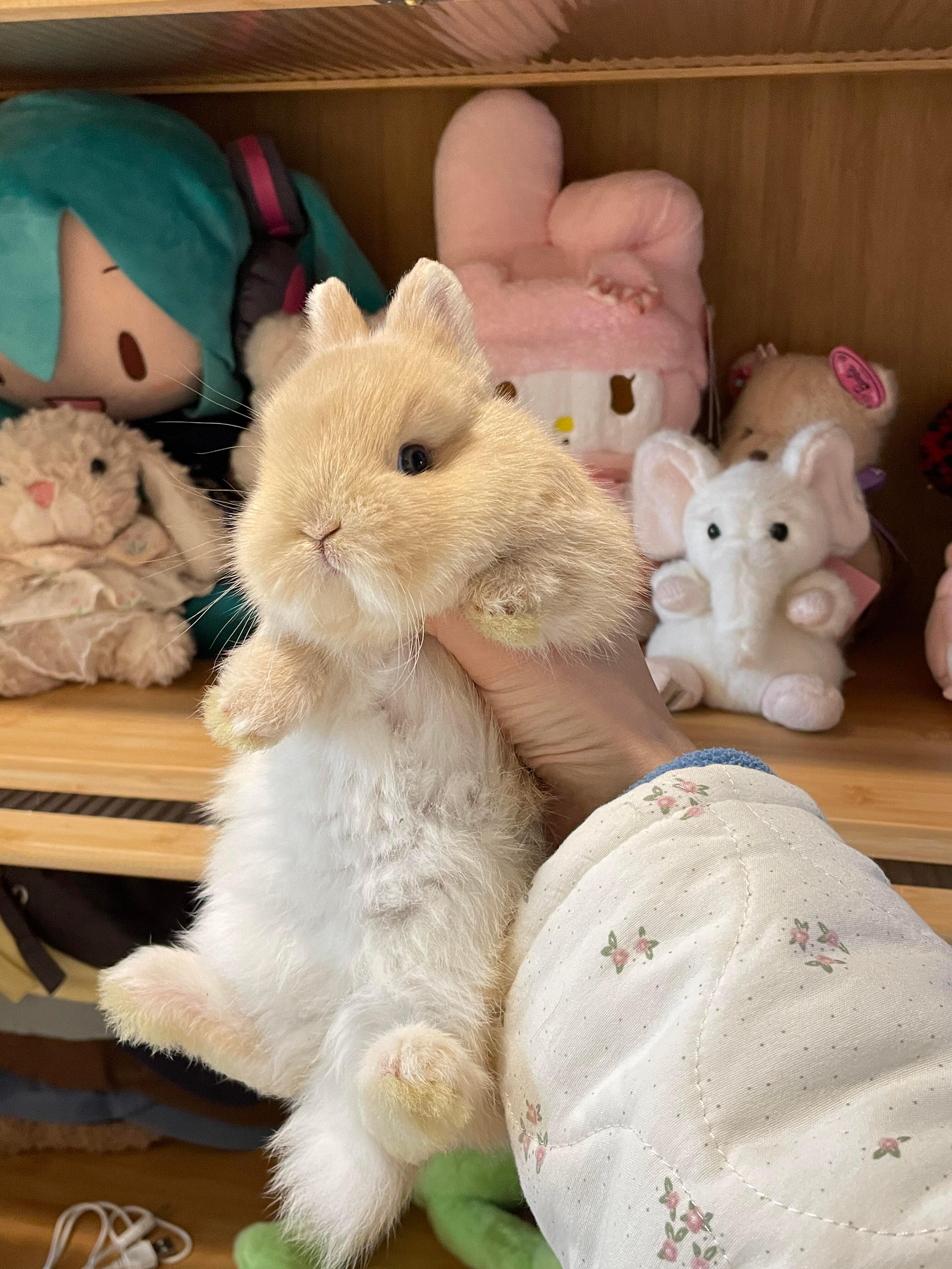 8067【🐰】新入的jellycat如何？ 