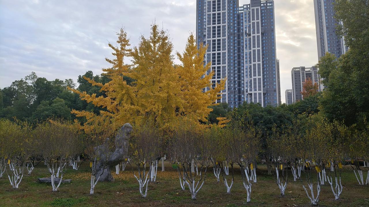 银杏风景图片