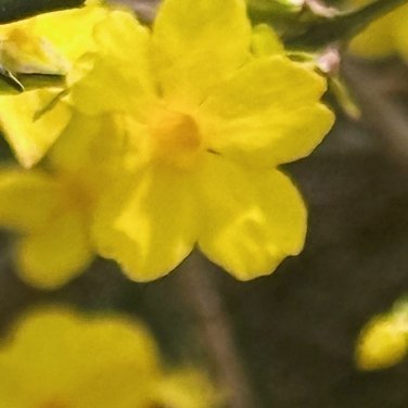 种植🌻种植文案 0000迎春花的种植方法一、土壤迎春花对土壤的要求不是很高，选