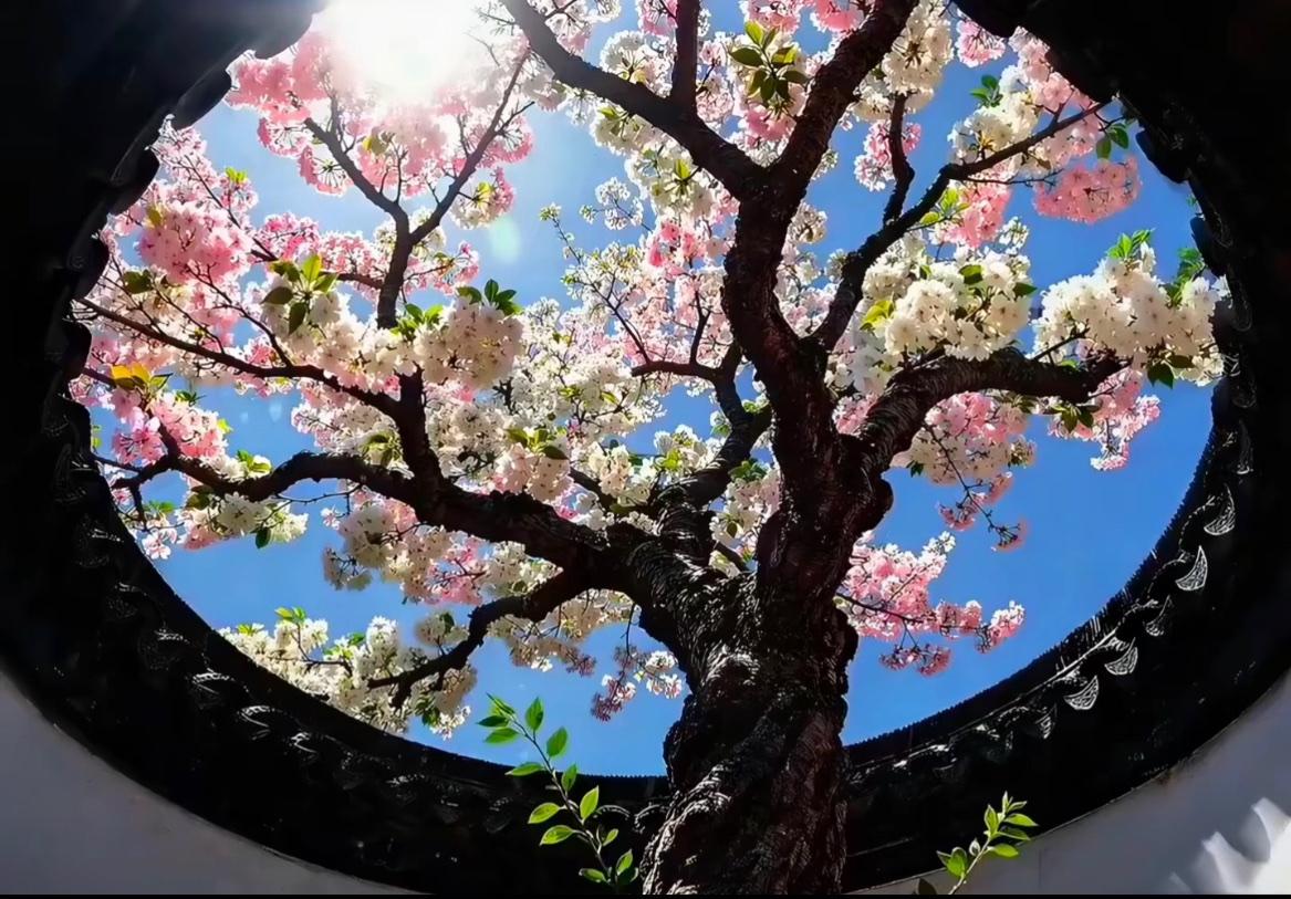 网上看到的，古人是真会设计建筑啊，这花开满天，美不胜收啊[憨笑]

古建筑