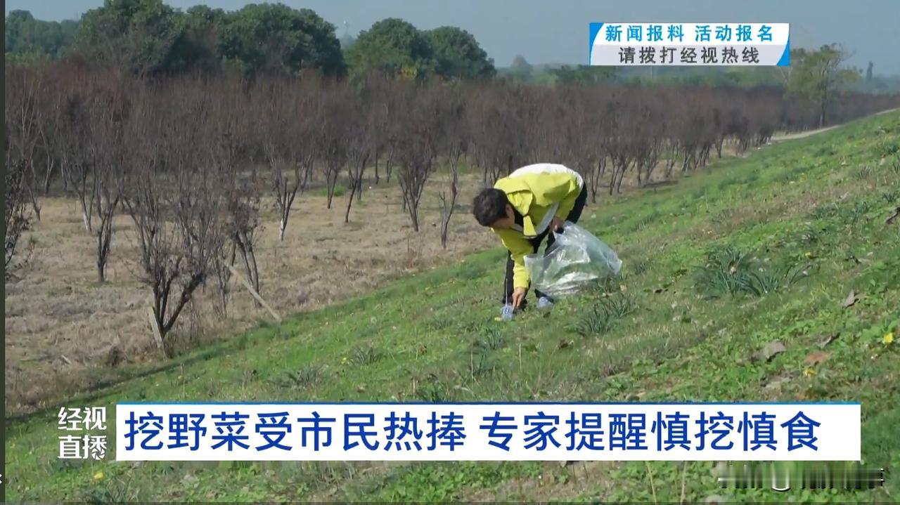 近日，武汉府河河滩上的野荠菜、野葱等时令野菜吸引了众多市民冒雨采摘，这一“打野”