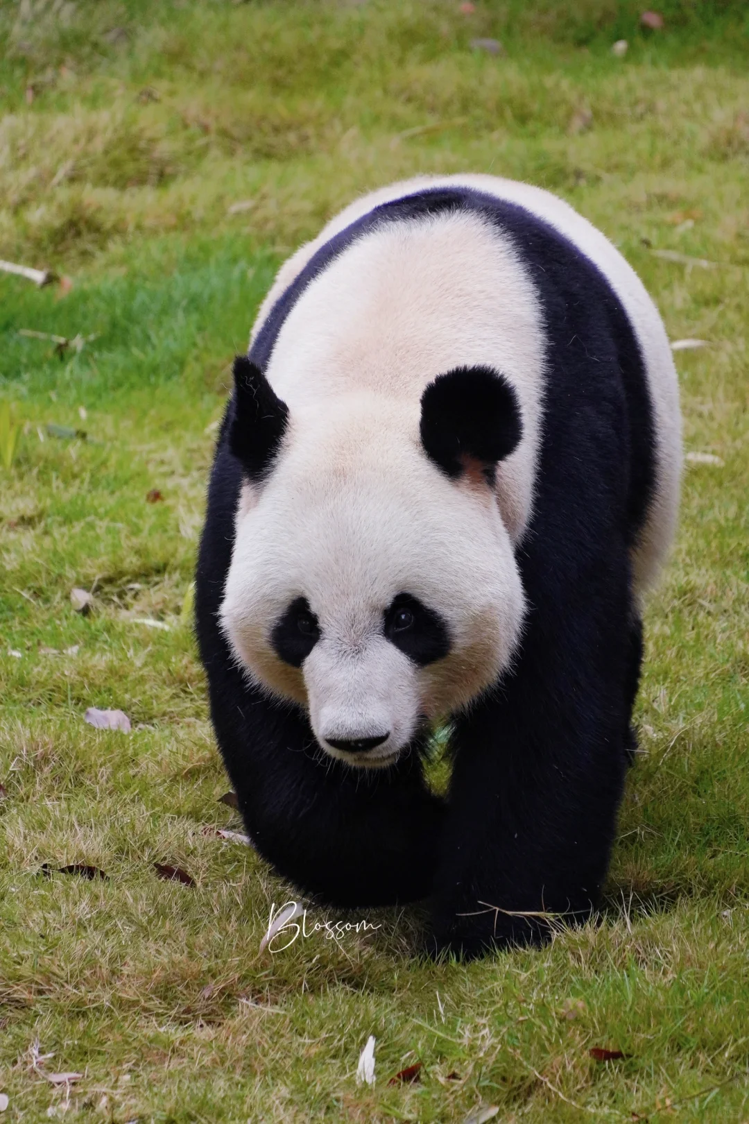 长腿水傲傲14岁生日快乐✨🎊