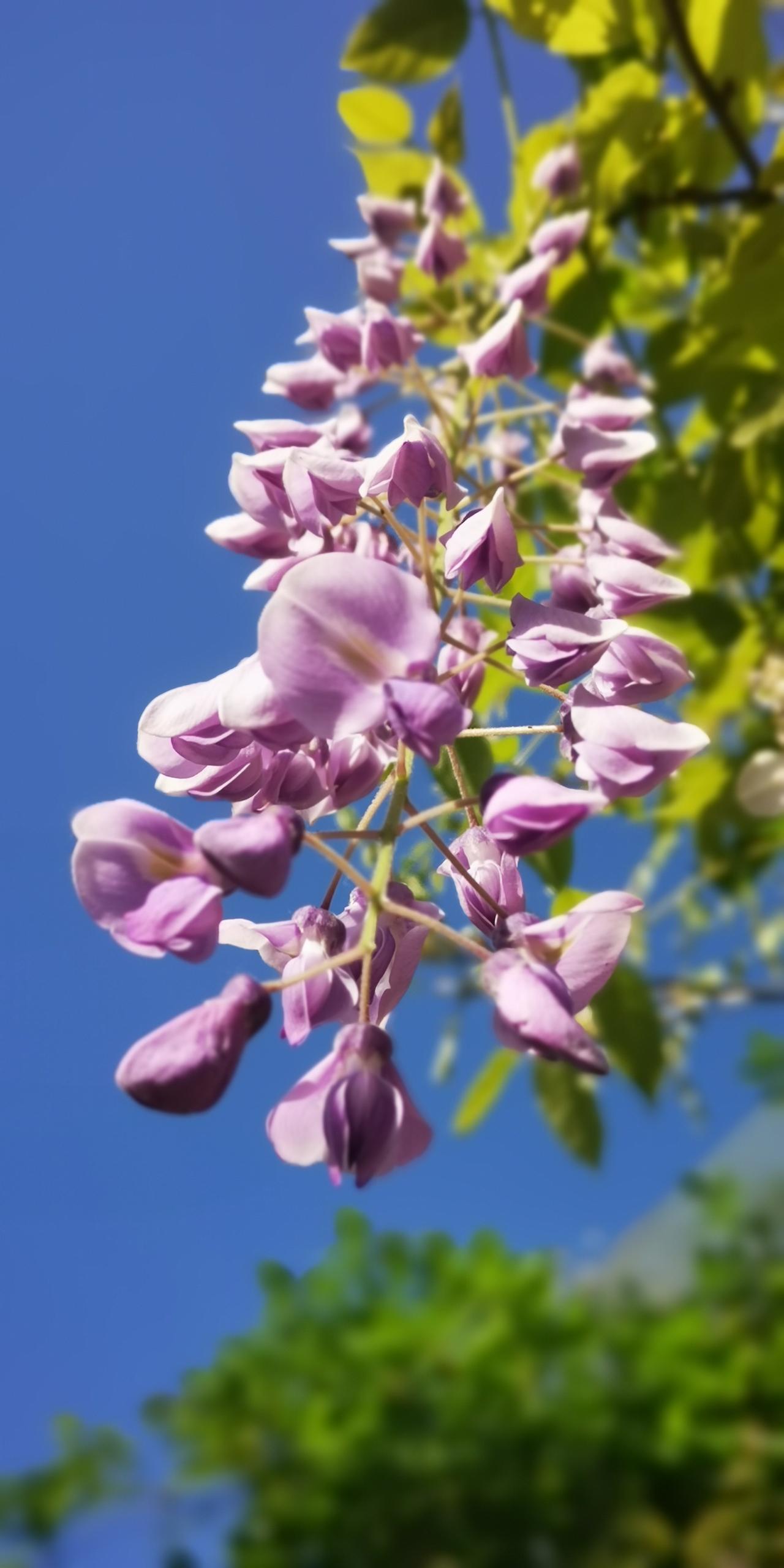 你拍的野花发出来看看紫藤！这个应该不算野花吧，因为拍在野外，姑且当做吧。
