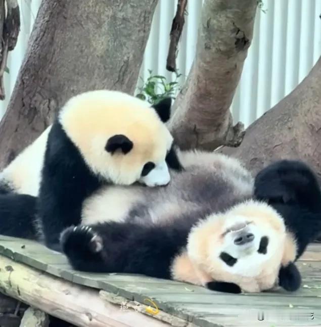 独生子女就是好啊，可以独享一切资源，不用抢不用吵架不用打架！小月亮趴在躺木架上的