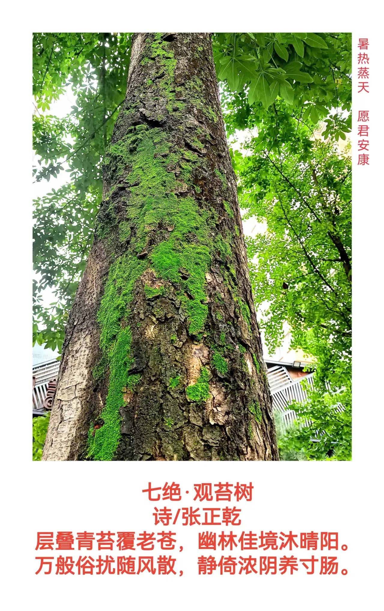 暑热蒸天，愿君安康！