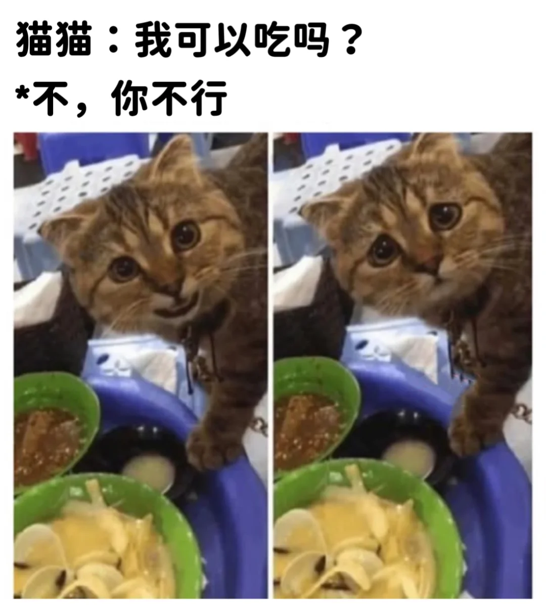 关于小猫咪的梗图🦴