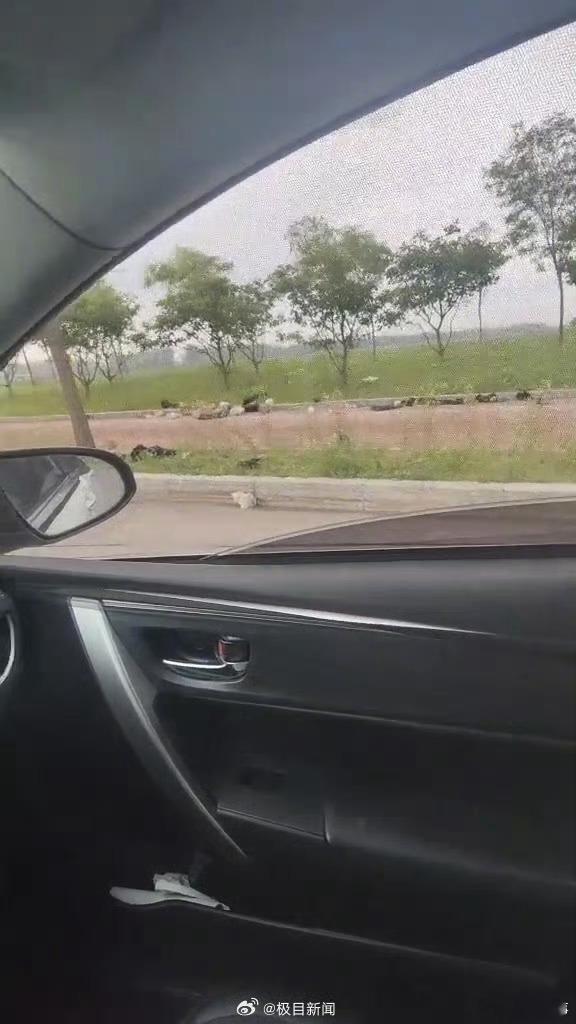 阎肃观察肃言肃语 【沈阳一地路边现大量幼猫无人看管，当地派出所：已联系救助站，正