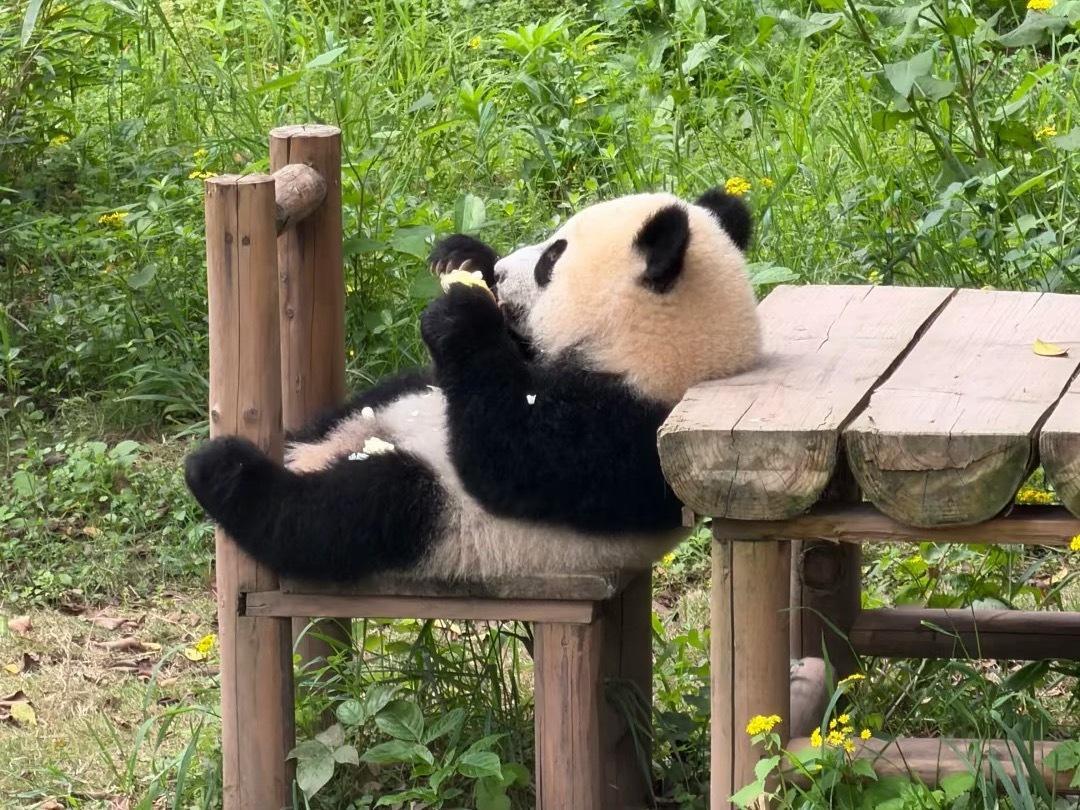 熊猫守护者  大熊猫🐼四脚朝天晒暖阳，抱着美食闲坐享清欢，小家伙的慵懒日常，温