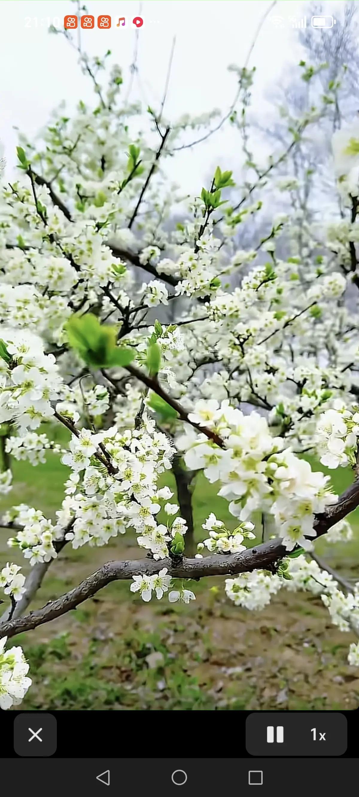 这样风景美不美。