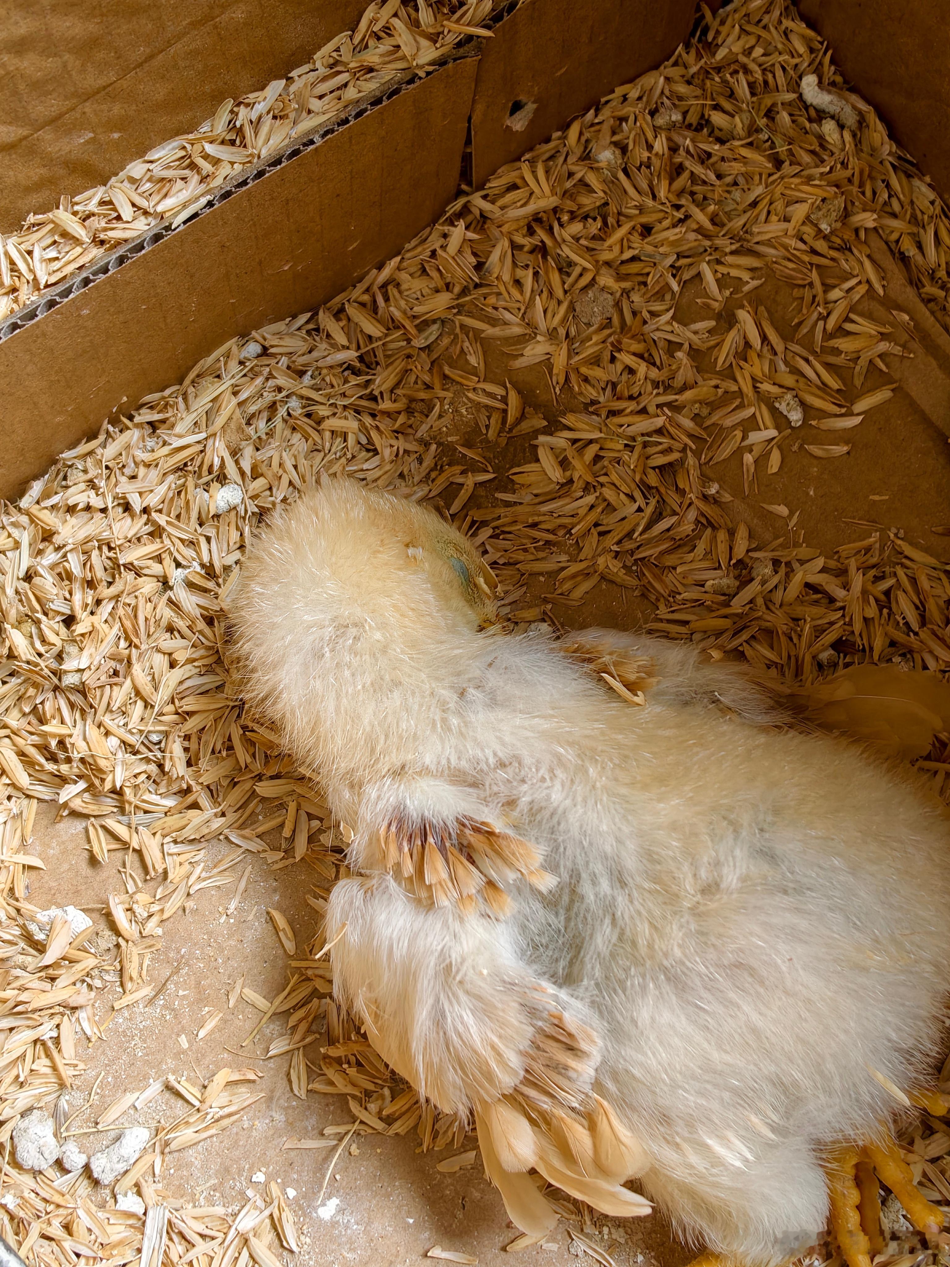 小鸡怎么突然就死了？昨天还好好的啊！是因为昨晚我没陪它吗？