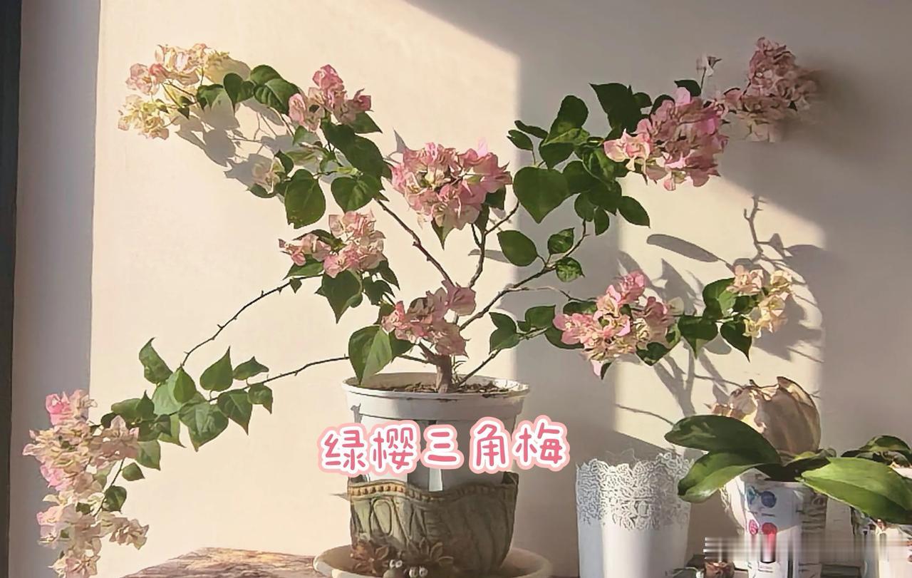 绿樱三角梅：