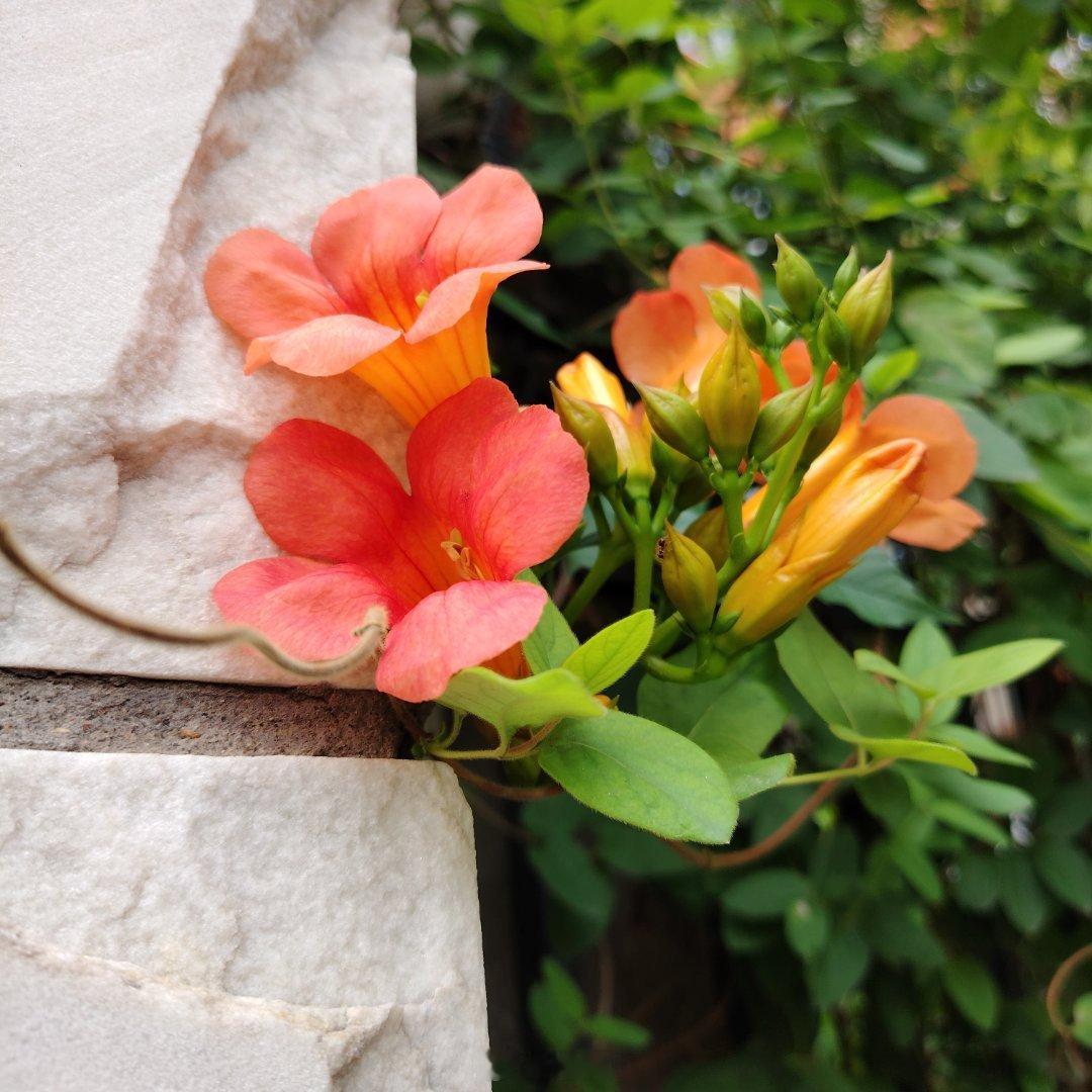 盛夏，凌霄花 