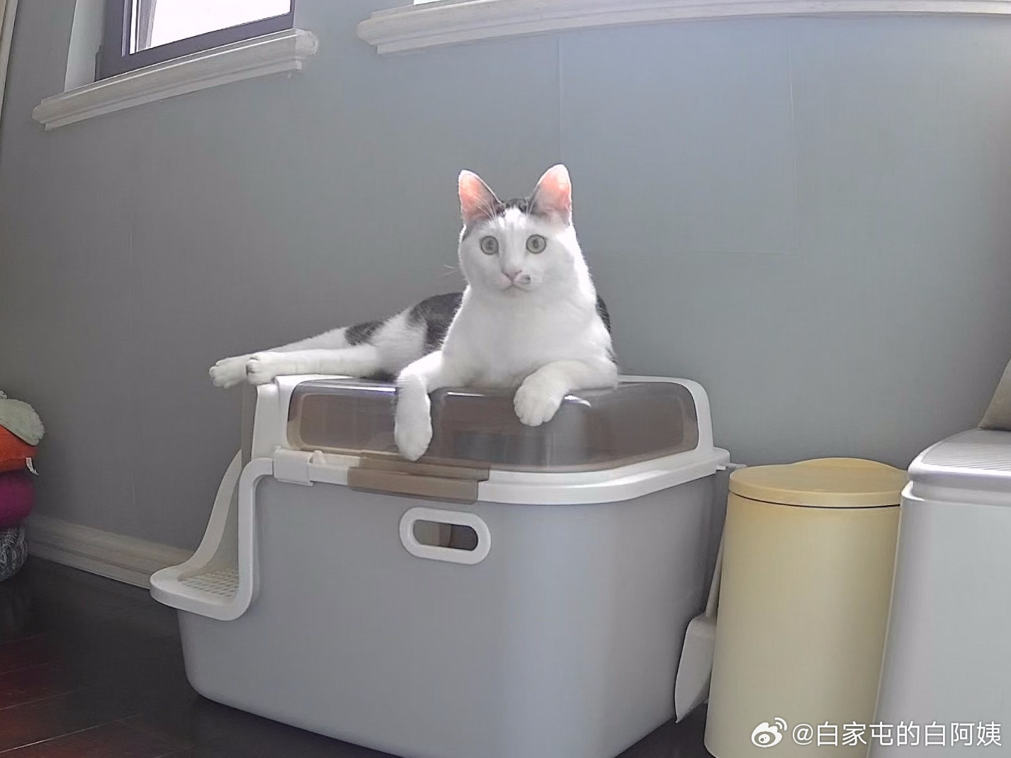 真zun呐…砂盆小王子[抱一抱] ​​​