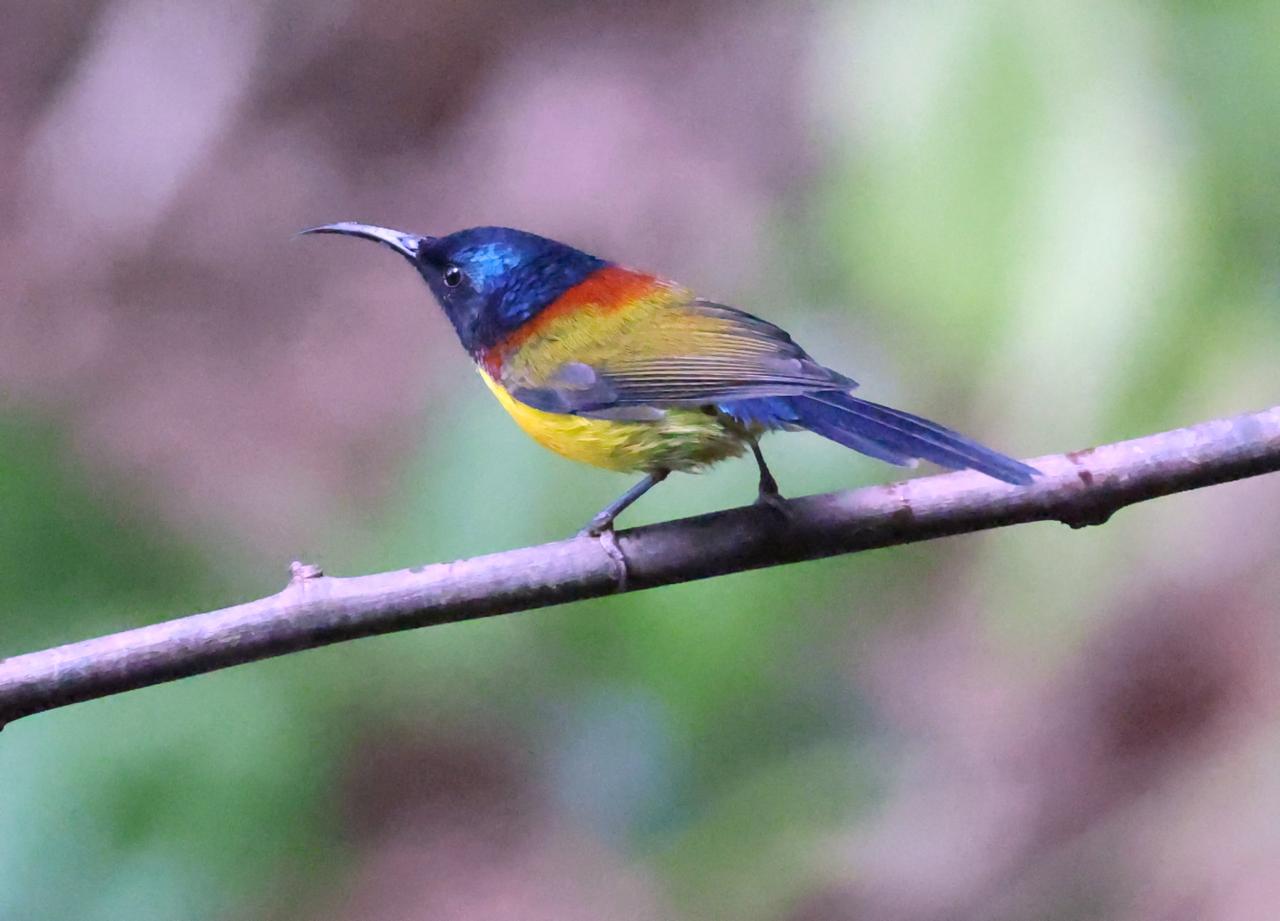 姜家寨的绿喉太阳鸟！
这是一种难得一见的太阳鸟。
以前我只在保山百花岭拍到它的一