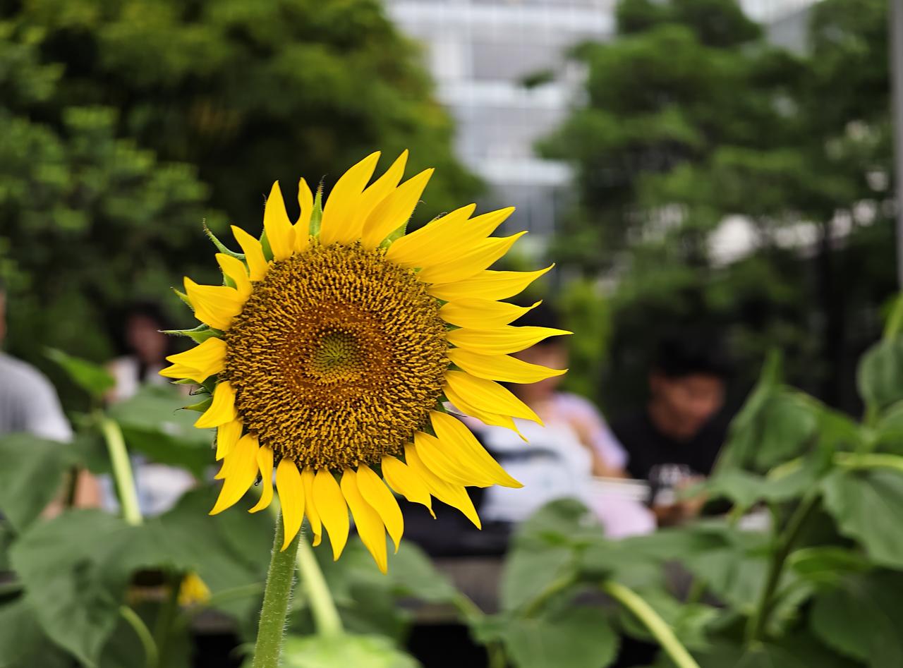 夏日生活打卡季琶洲保利国际贸易大厦花田写生
