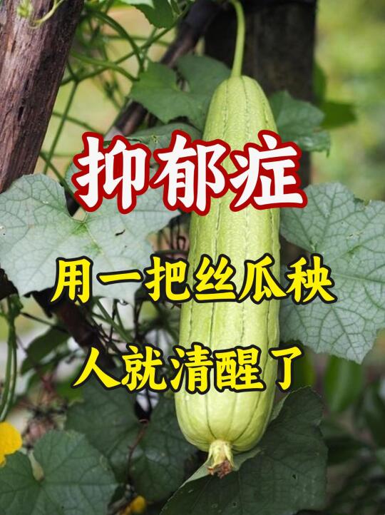 抑郁症，不用逍遥丸，不用舒肝丸!农村的丝瓜秧就能让人清醒过来，一般人不...