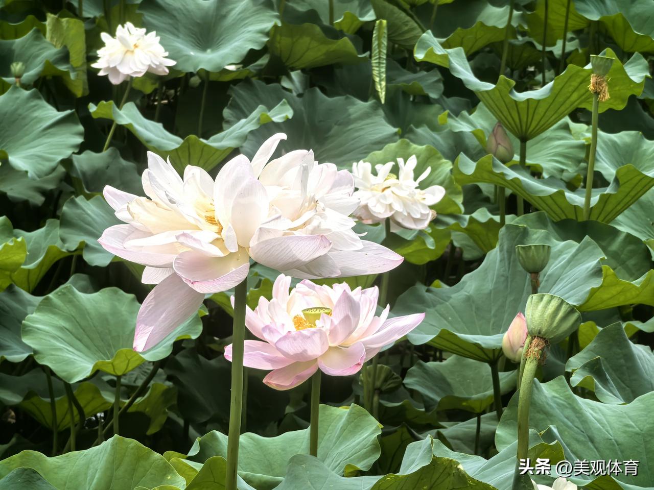 紫竹院荷花渡：白洁粉红，婀娜多姿。