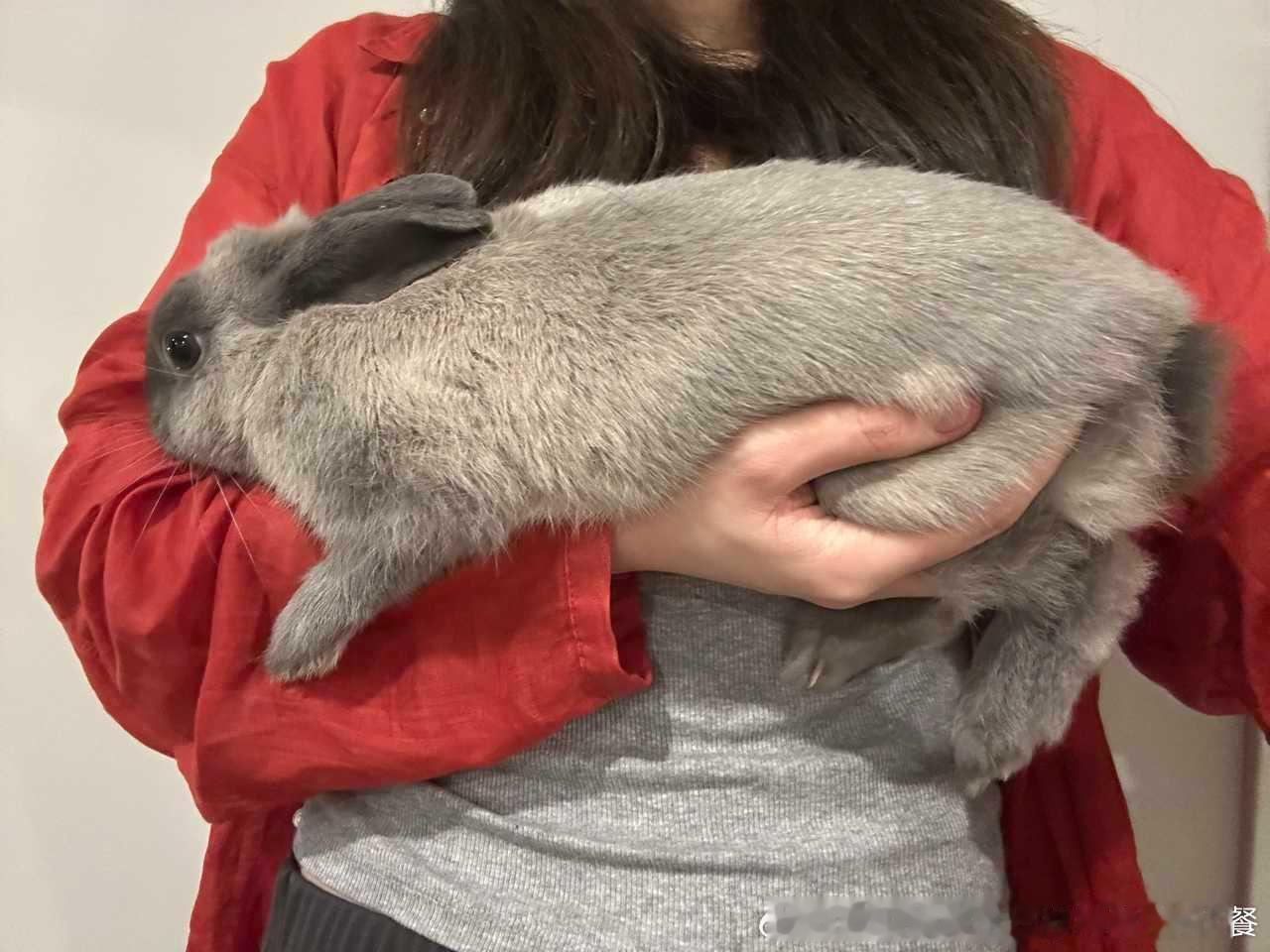 14097🐇【非礼勿答】吾之兔肥肥乎？ 