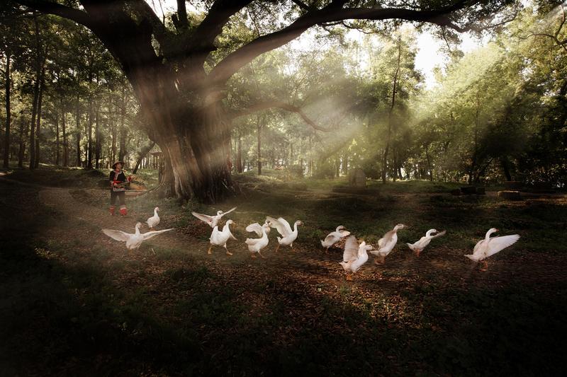 简单与安宁

柳宗元有一篇文章，
叫《蝜蝂传》。

蝜蝂（fù bǎn）是一种，