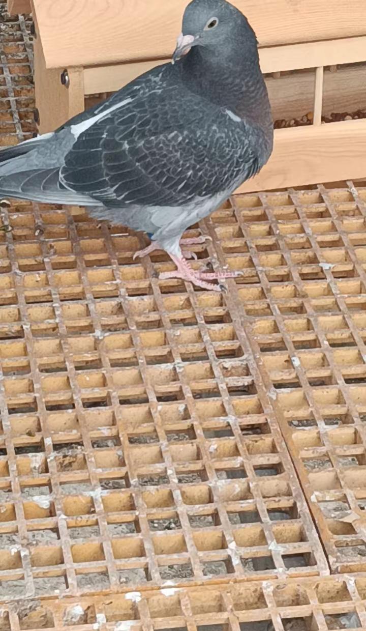 忘记关门，鸽子飞走了，环号是2024-23-0496547，哪位大哥抓住，玩愿意