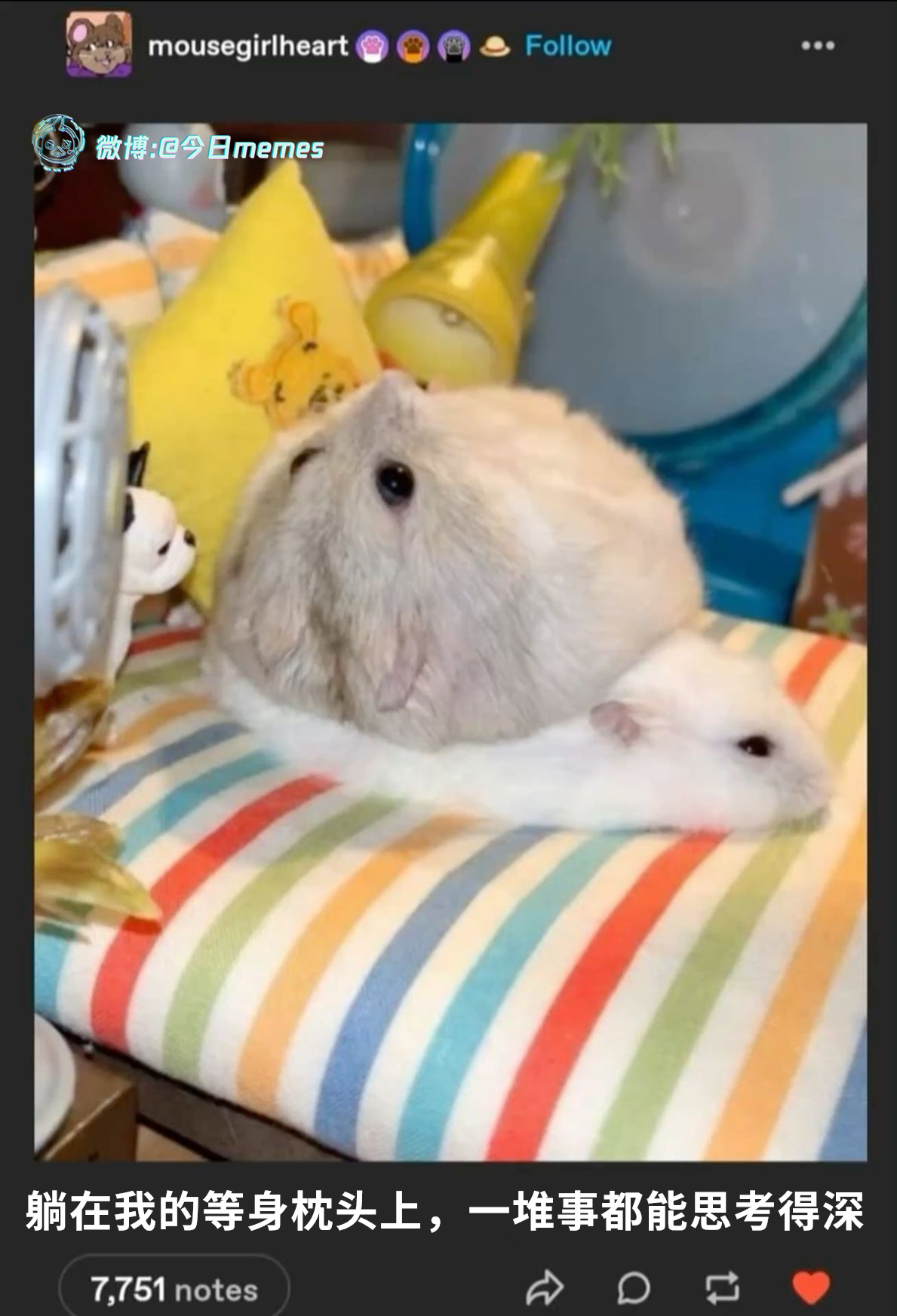 哎（9gag）今日meme 今日memes