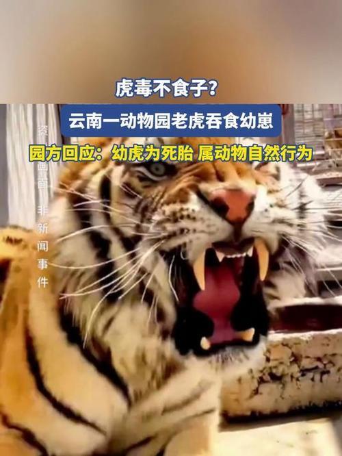 2025年9月24日，云南曲靖廖廓山动物园一只母老虎产下死胎后将其吞食。园方回应