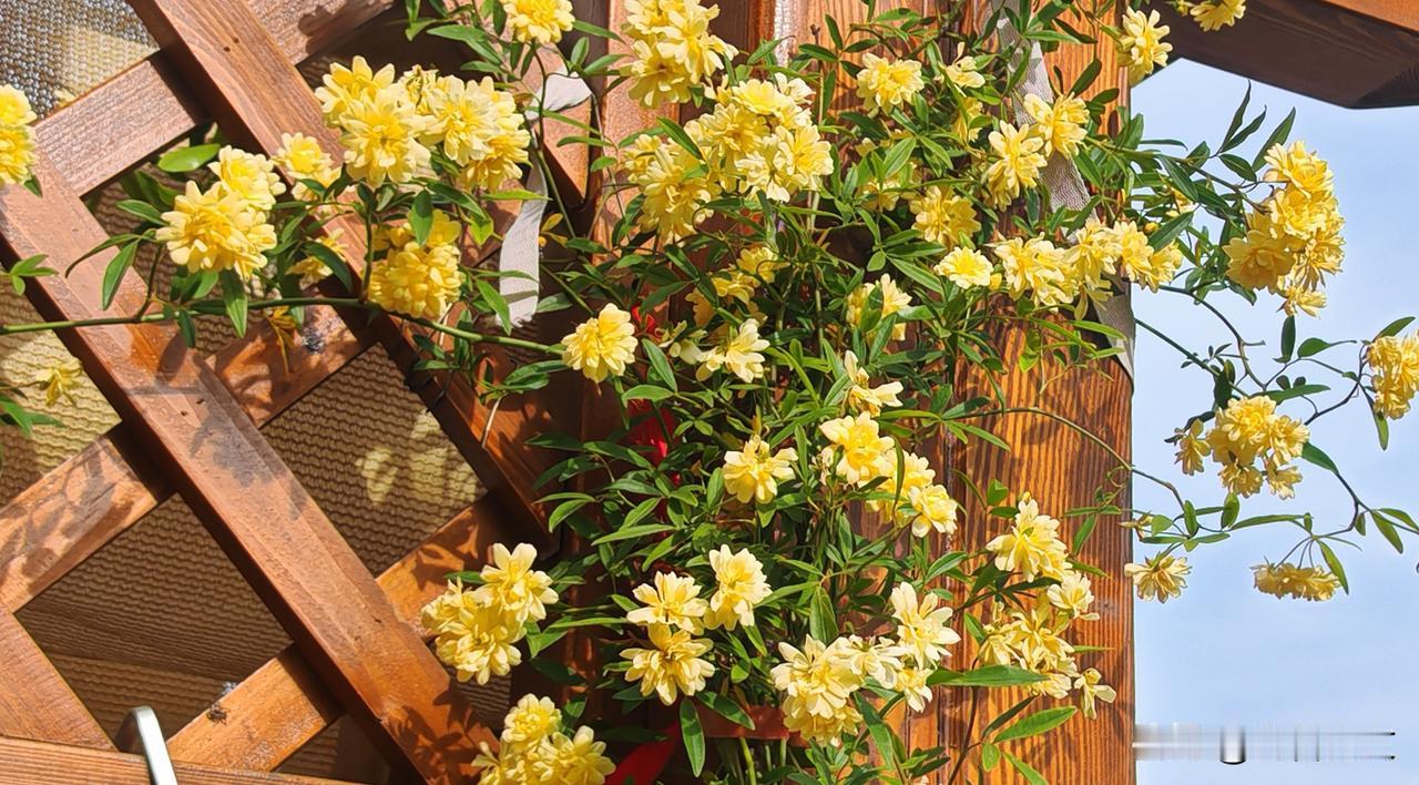 晒图笔记大赛黄木香是蔷薇科蔷薇属攀援灌木，高可达6米。花期4-5月，重瓣黄花，花