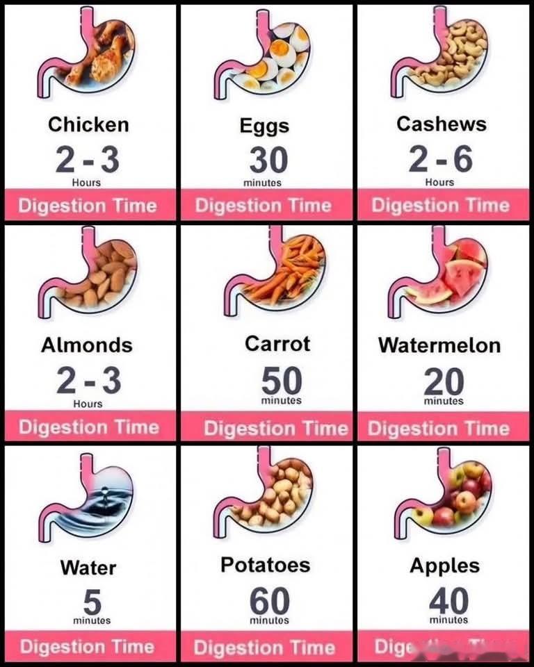 Food digestion time医学生Medic[超话]medicalta