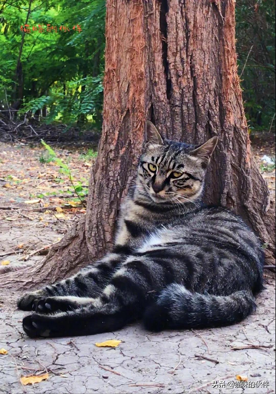 中华狸花猫因其强大的野性基因，结实匀称的体格，堪称灭鼠队的大队长，猫界的杠把子，