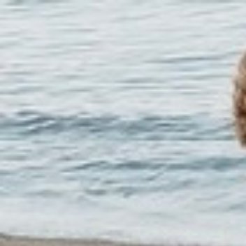 0000暮色中的雁群排成“人”字，领头的大雁累了，就会有另一只补上。原来“团队”