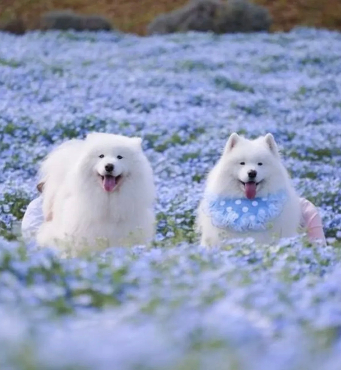 花海中的萨摩耶 