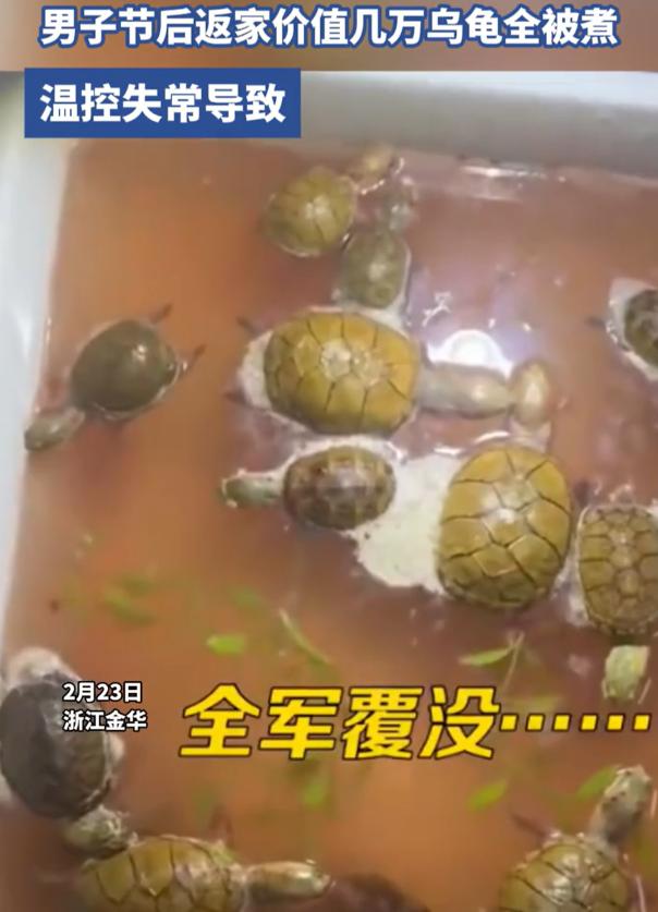 太惨了！浙江金华，男子过年返程回家，进屋后就闻到一股臭味，结果一看鱼缸傻眼了，离