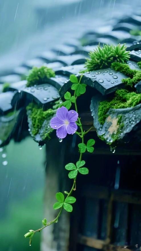 雨落青檐，尚有芒鞋失旧径；
花垂黛瓦，应无贝叶覆新阶。
雨落古檐 青檐听雨 梧桐