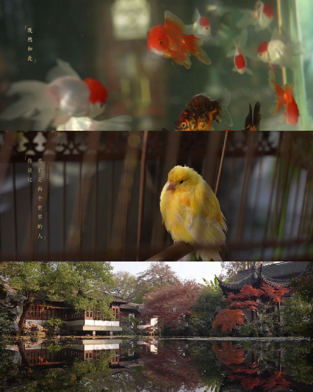 玉簟秋玉簟秋首发特辑看完特辑真的被惊喜到，整体制作质感在线，故事氛围营造得特别到