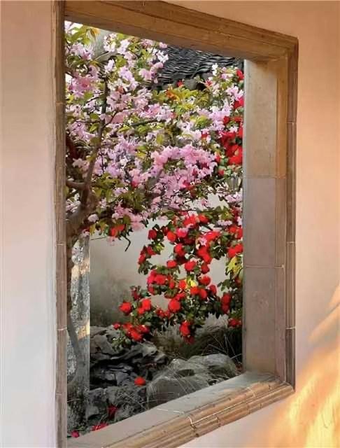 窗外的春意盎然，粉嫩的樱花与火红的玫瑰相映成趣。