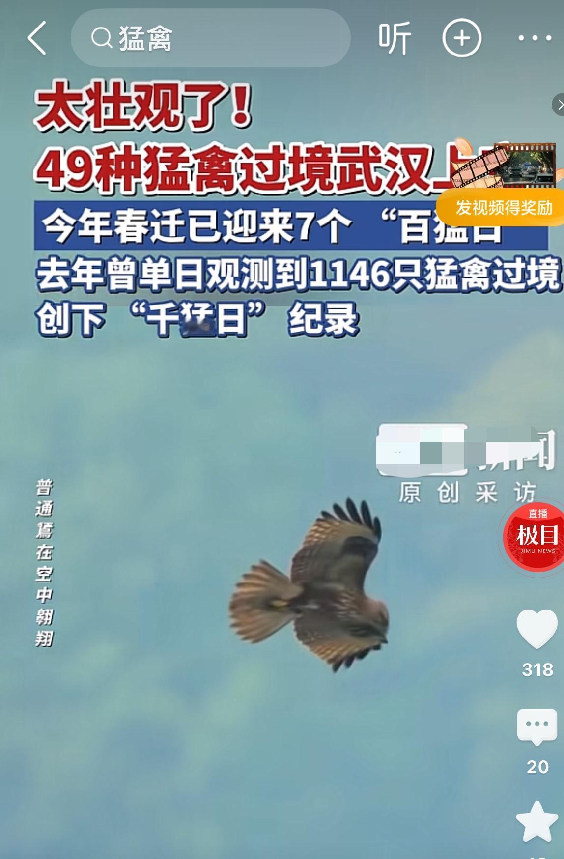太壮观了！
49种猛禽过境武汉上空、今年春天已迎来七个百猛日
来源于极目新闻