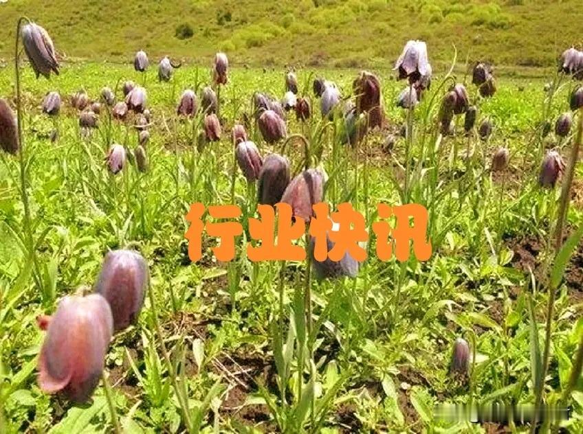 本周商家关注度较高的品种

1、产新品种：蝉蜕、红花、白芍、白芷、连翘、河北太子