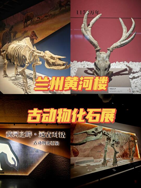 被我挖到！兰州黄河楼古动物化石展打卡攻略
